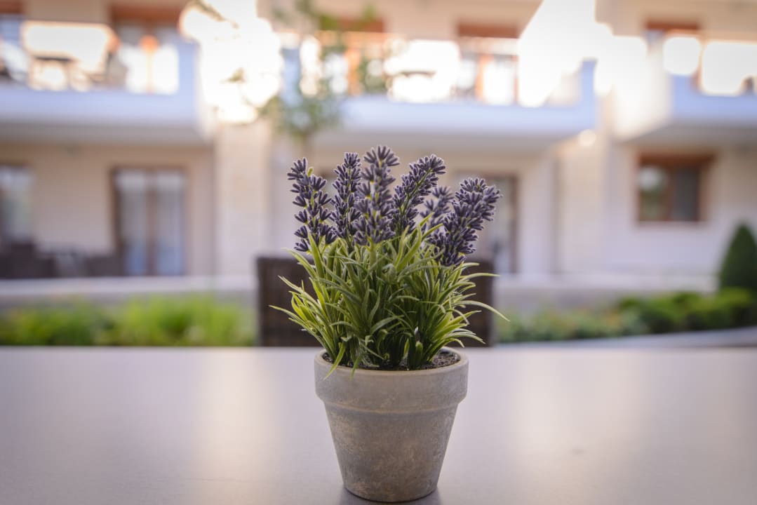 Sonstiges Apanemia by Flegra