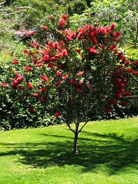 Gartenanlage Sidemarin Kirman Premium