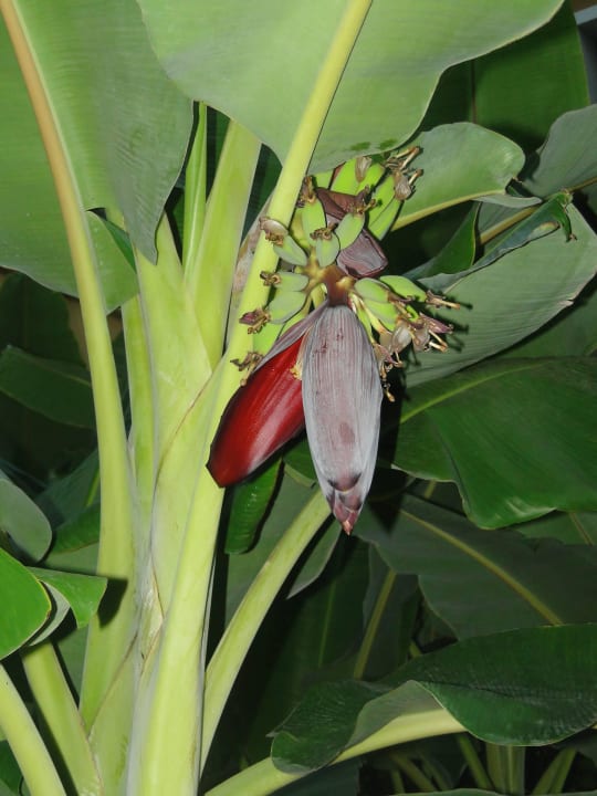 Banany w ogrodzie Club Hotel Phaselis Rose