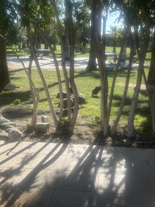 Gartenanlage Seaden Sea World Resort & Spa