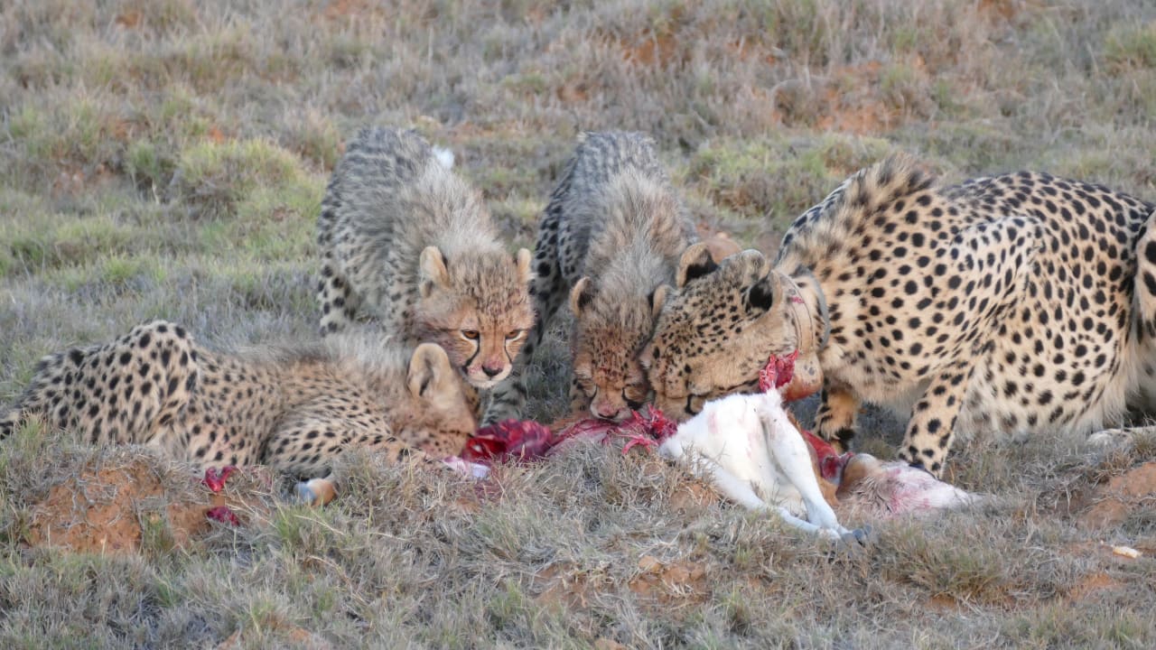 Sonstiges Hotel Garden Route Game Lodge