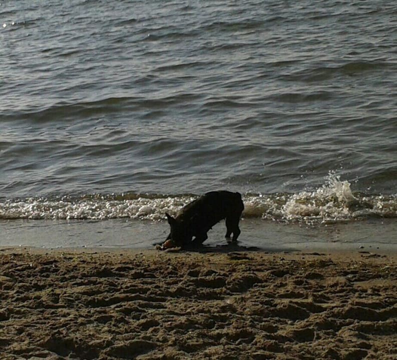 Hundestrand Hotel Yachtclub