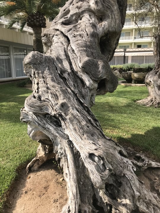 "Gartenanlage" Grupotel Gran Vista & Spa (Can Picafort) • HolidayCheck