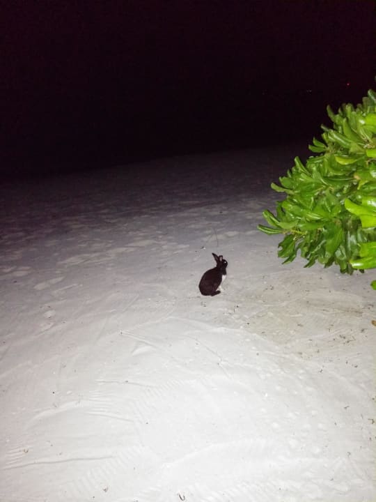 Es gibt Hasen auf Kuredu! Kuredu Island Resort & Spa
