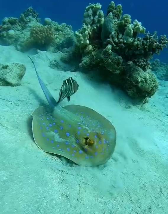 Strand Makadi Spa - Adults only