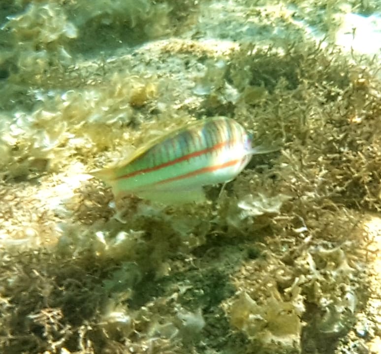 Sport & Freizeit Three Corners Sea Beach Resort