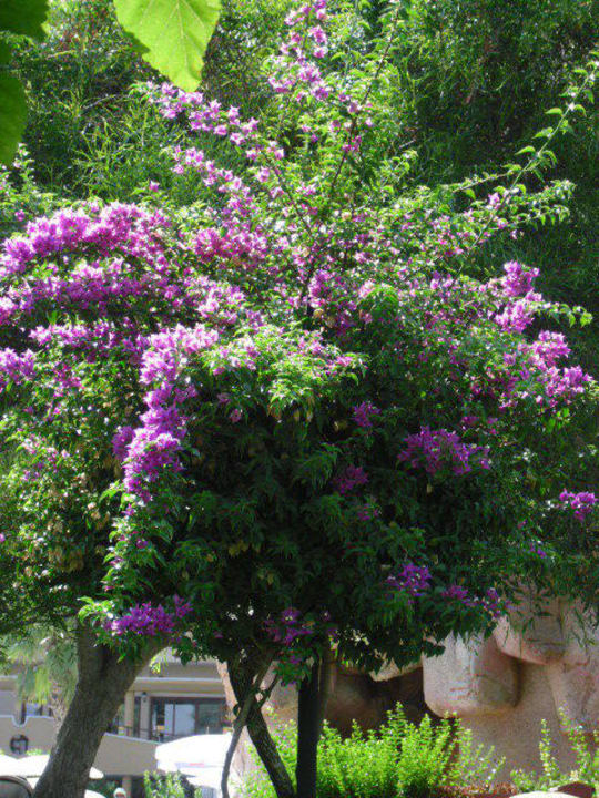 Schön Bella Resort & Spa