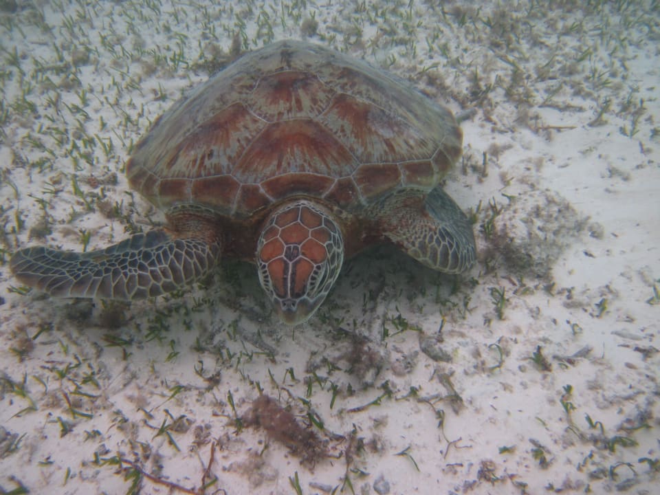Hausriff Embudu Village
