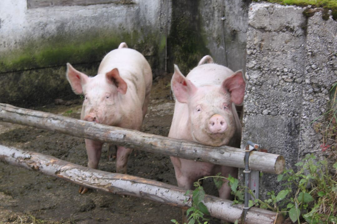 Biobauernhof Kurzeck Biobauernhof Kurzeck