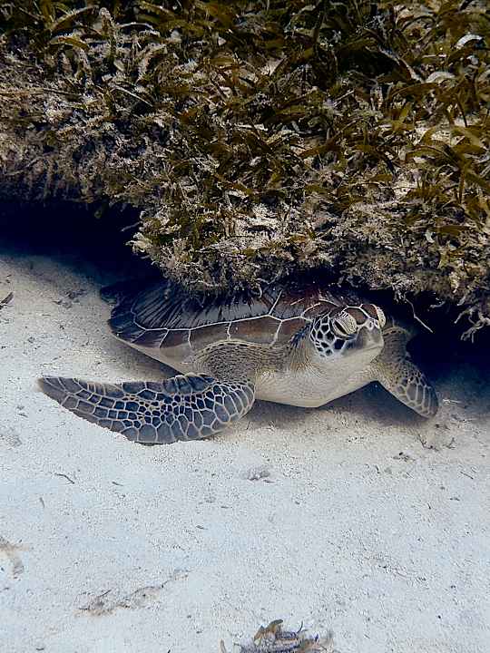 Strand Jawakara Islands Maldives