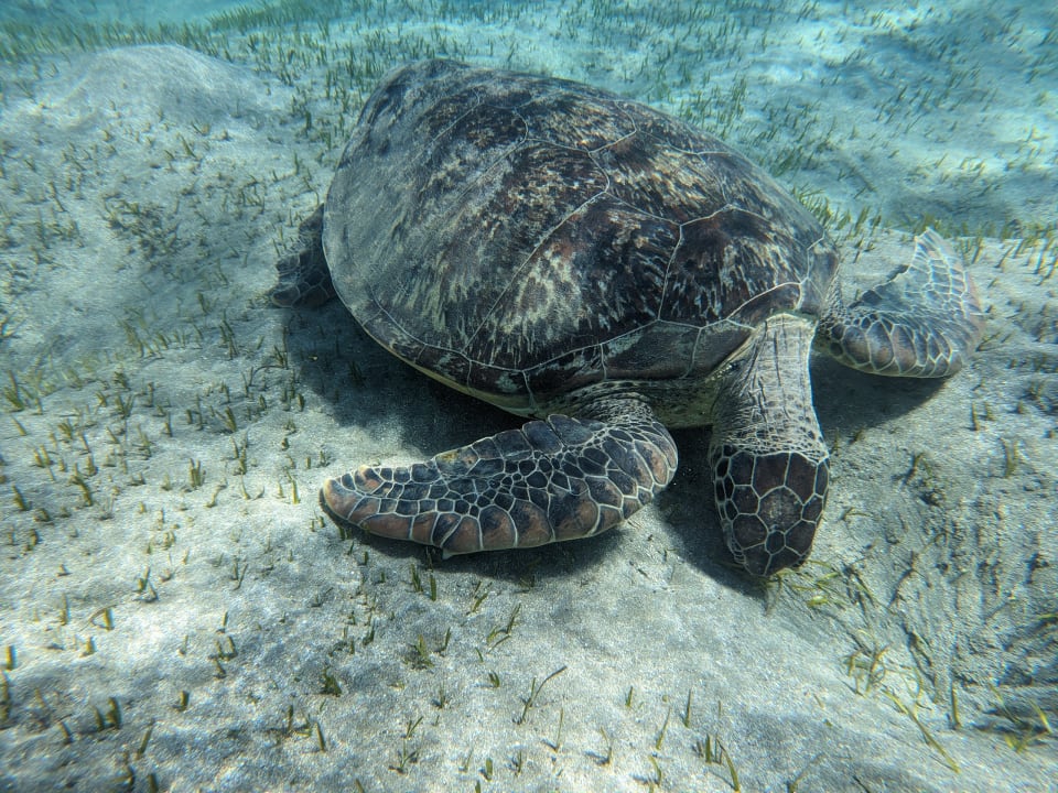 Sport & Freizeit Shams Alam Beach Resort