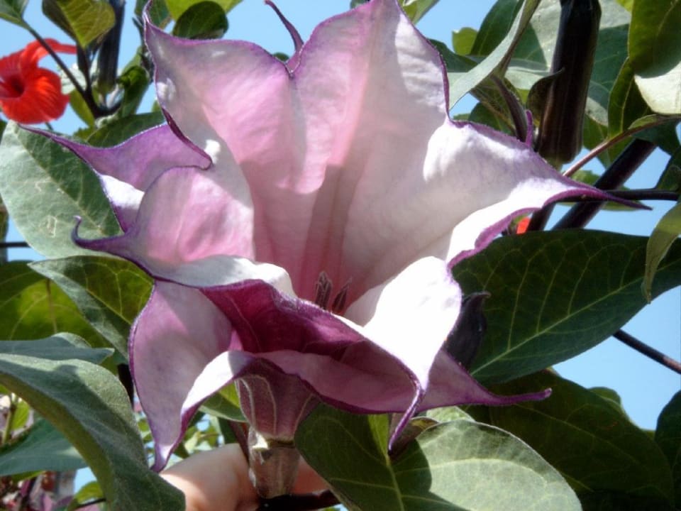 Pflanzen in der Hotelanlage Ölüdeniz Beach Resort by Z Hotels