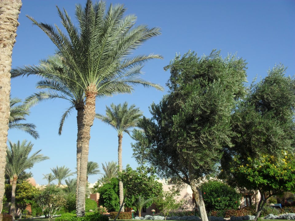 Ogród Hotel Nubian Village