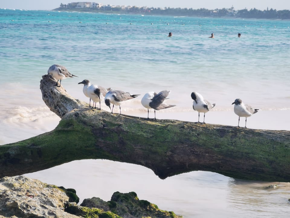 Strand Akumal Bay Beach & Wellness Resort