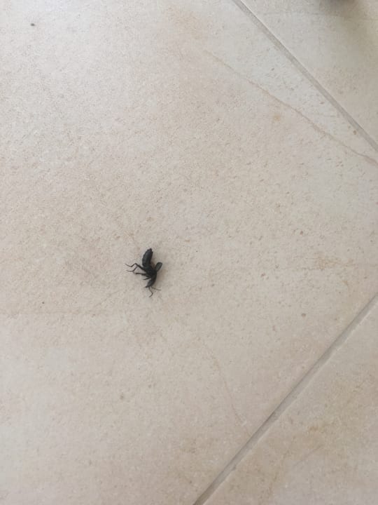 Zimmer Vantaris Palace