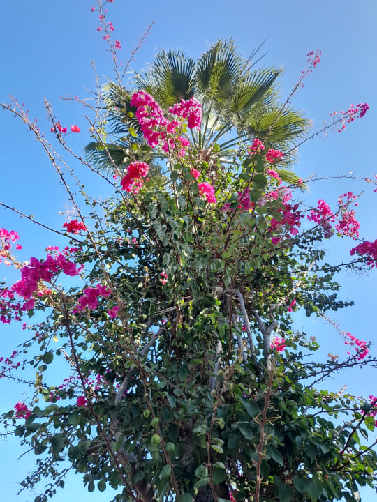 Gartenanlage Arum Barut Collection