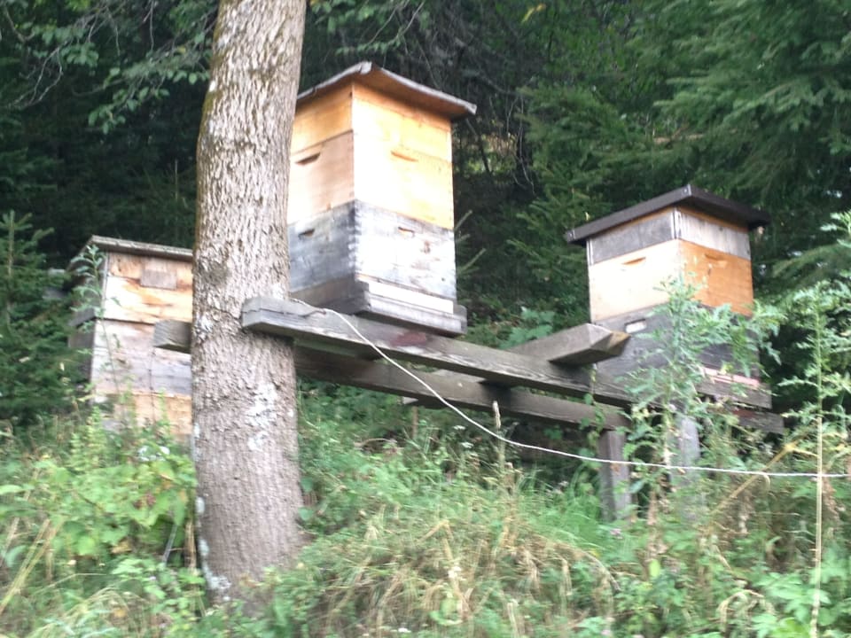 Bienenalm LUXGUT - OLIVIA