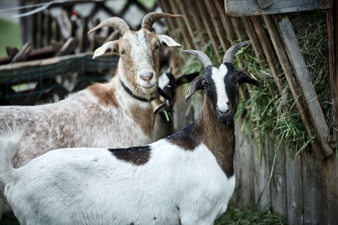 Sonstiges Hotel Mohnenfluh