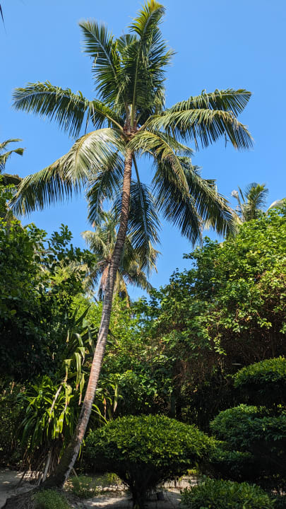 Gartenanlage Adaaran Select Meedhupparu Island Resort - Premium All Inclusive