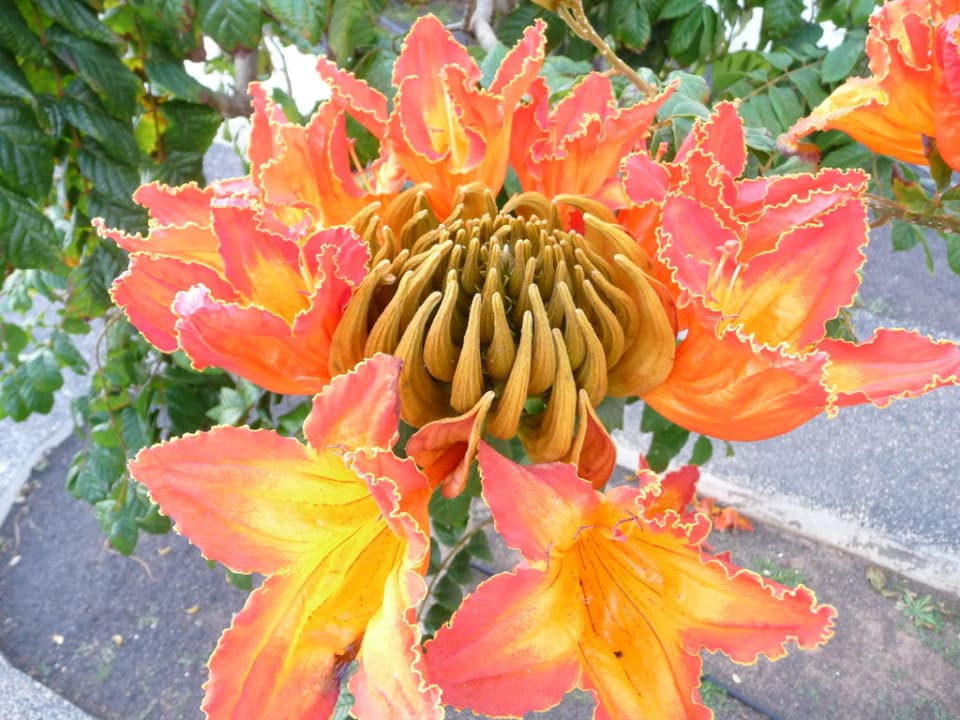 Traumblüte Relaxia Olivina