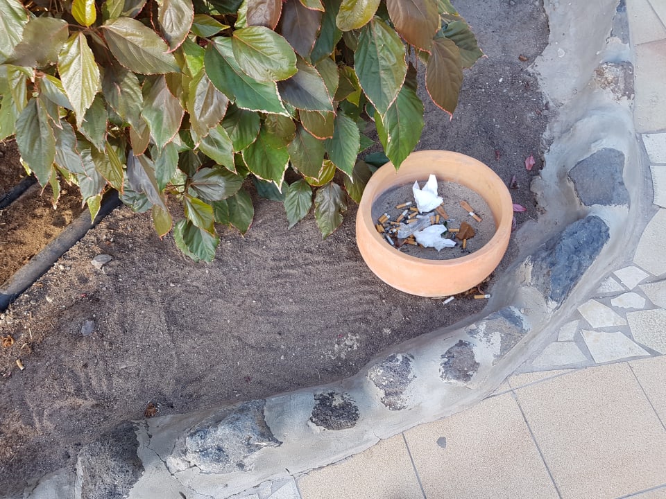 Gartenanlage SBH Fuerteventura Playa