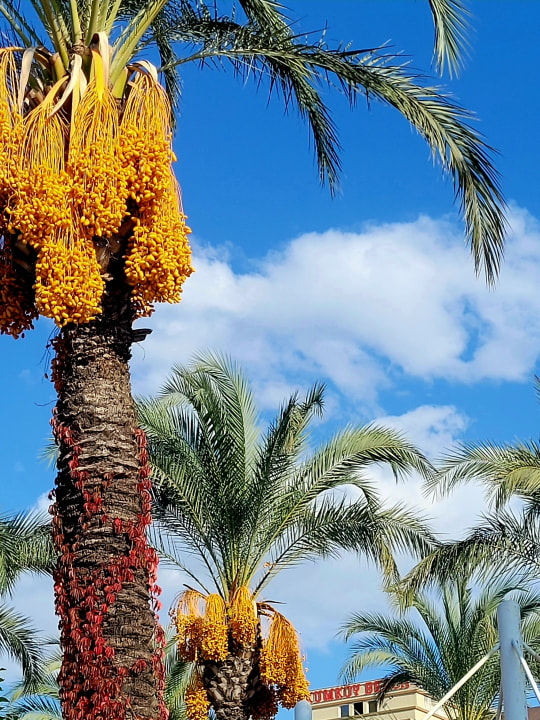 Gartenanlage Sunis Kumköy Beach Resort Hotel & Spa