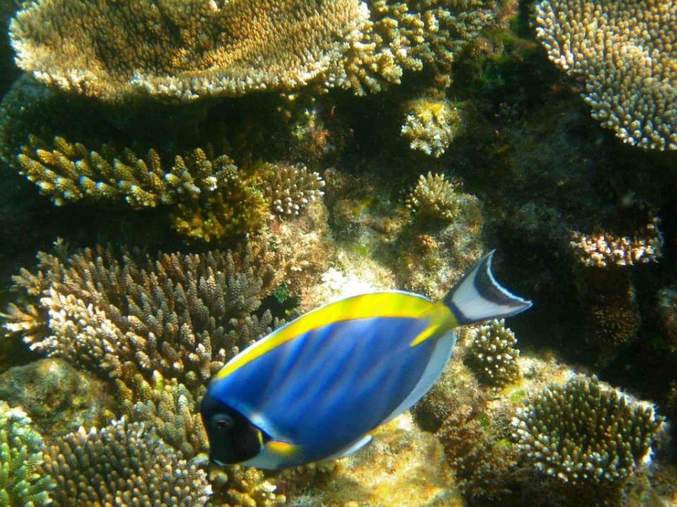 Das Riff und seine Fische Angaga Island Resort