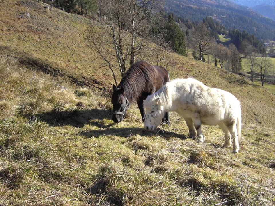 Pferde in artgerechter Haltung Bauernhof Paußhof