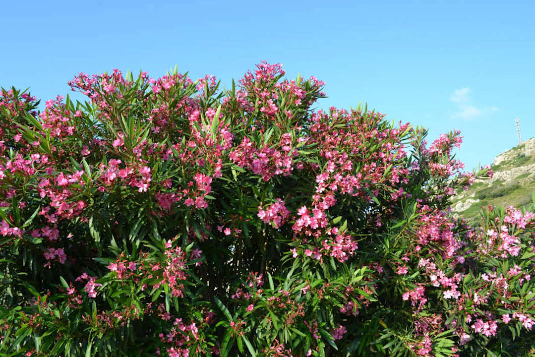 Wygląd zewnętrzny hotelu Hotel Kalithea Horizon Royal