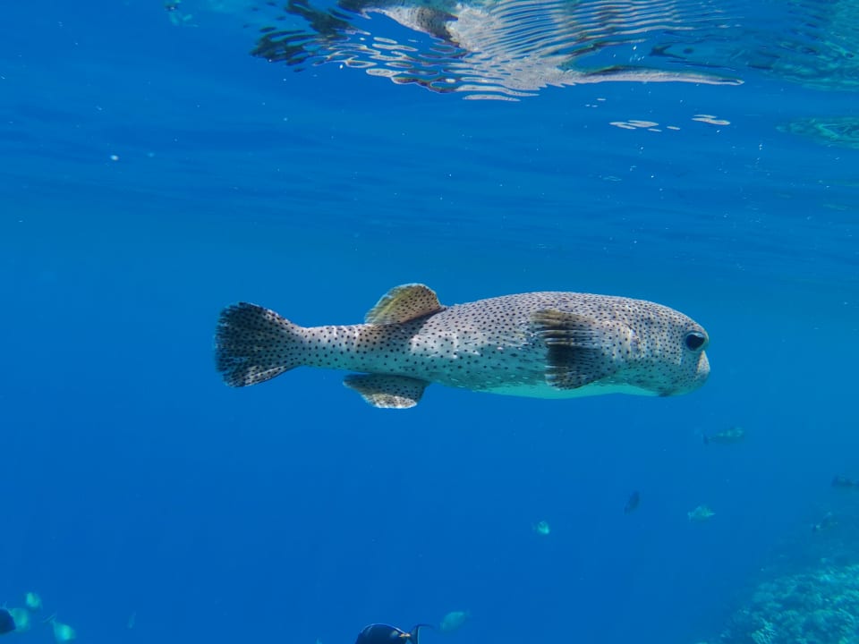 Sport & Freizeit Steigenberger Coraya Beach - Adults only