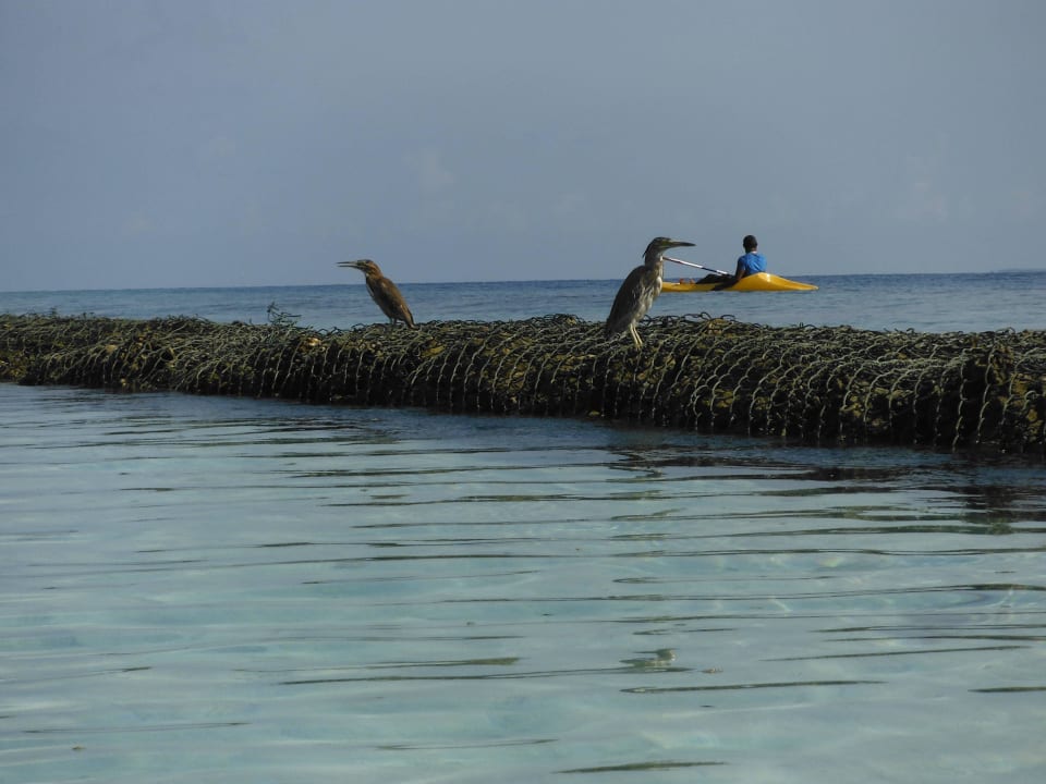 Vögel auf den Wellenbrechern Komandoo Island Resort & Spa - Adults only