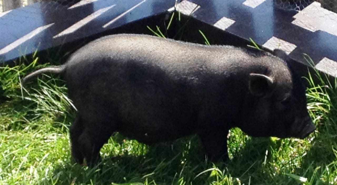 Minischwein Panoramaalm The Alpine Palace