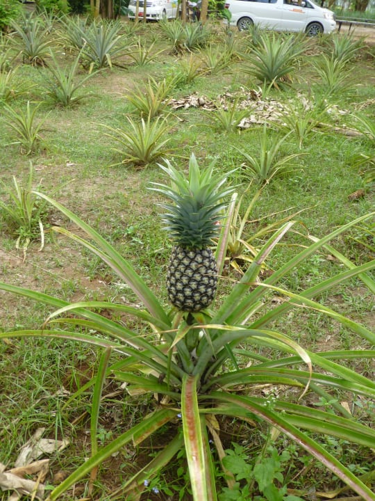 Gartenanlage Fruit & Spice Wellness Resort