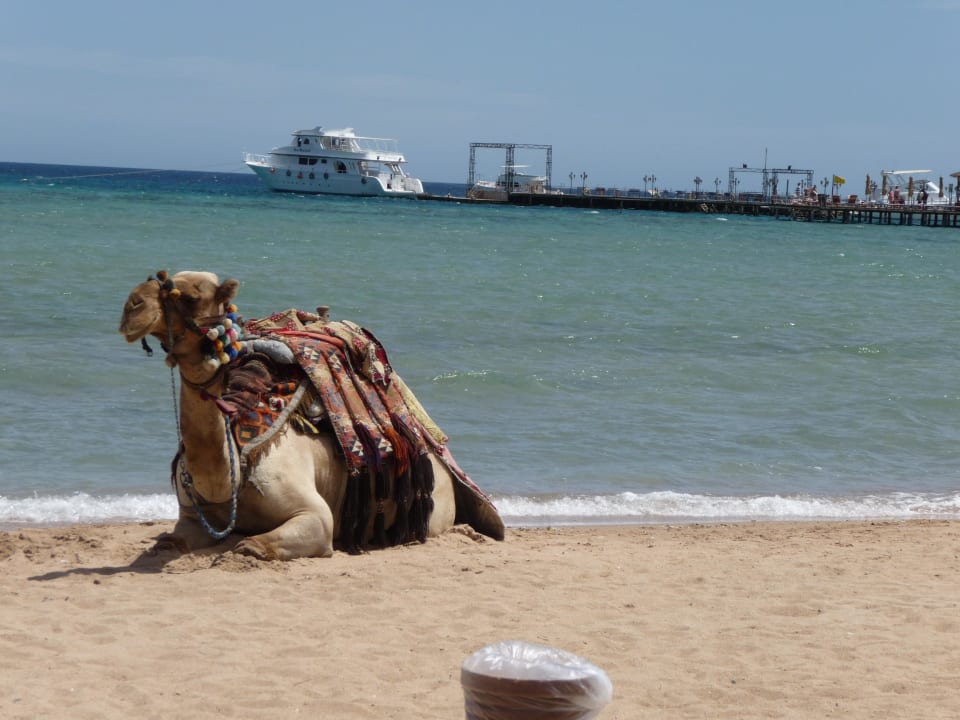 Pier to the yachts & snorkling Amwaj Beach Club Abu Soma Resort