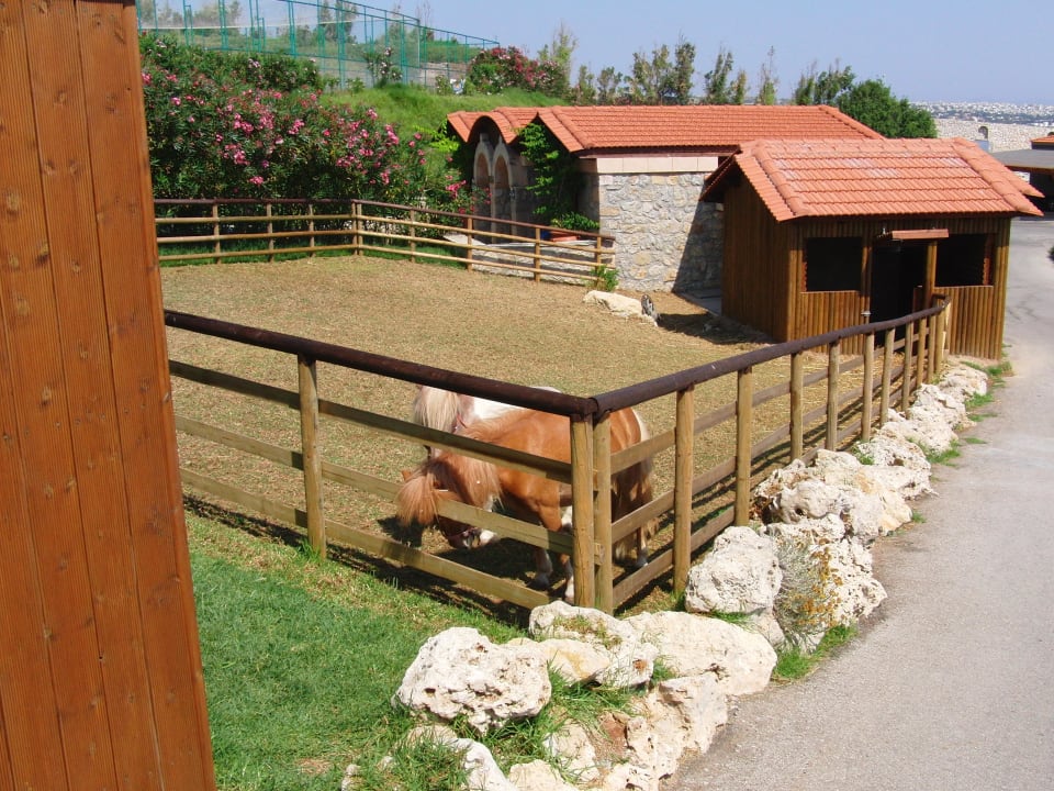 Die neuen Ponys Hotel Kalithea Horizon Royal