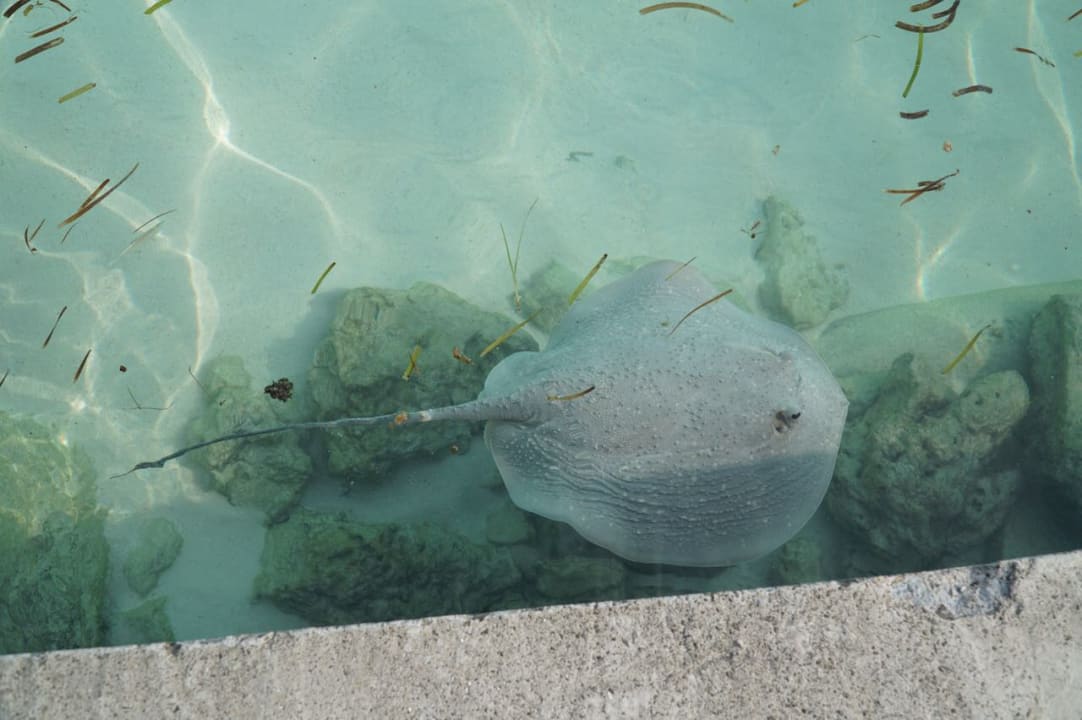 Strand Meeru Maldives Resort Island