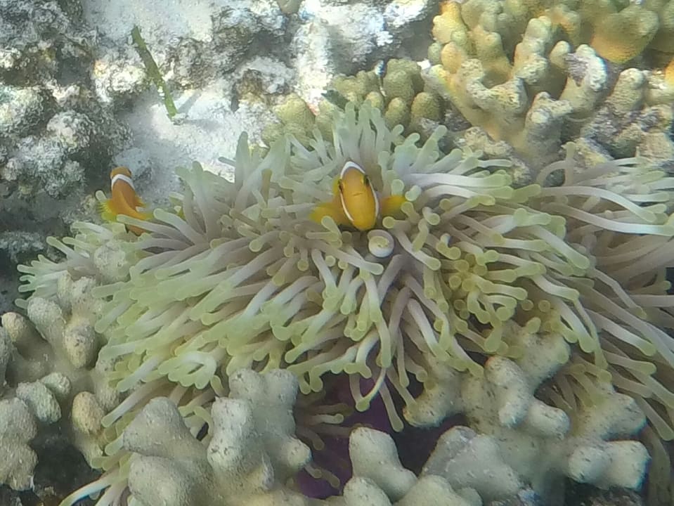 Sonstiges Adaaran Select Hudhuran Fushi - Premium All Inclusive