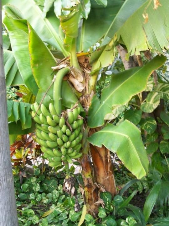 Bananenstaude GF FANABE