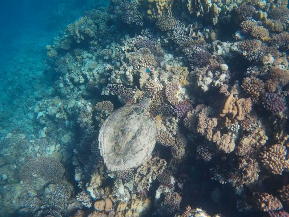 Strand ONATTI Beach Resort - Marsa Alam