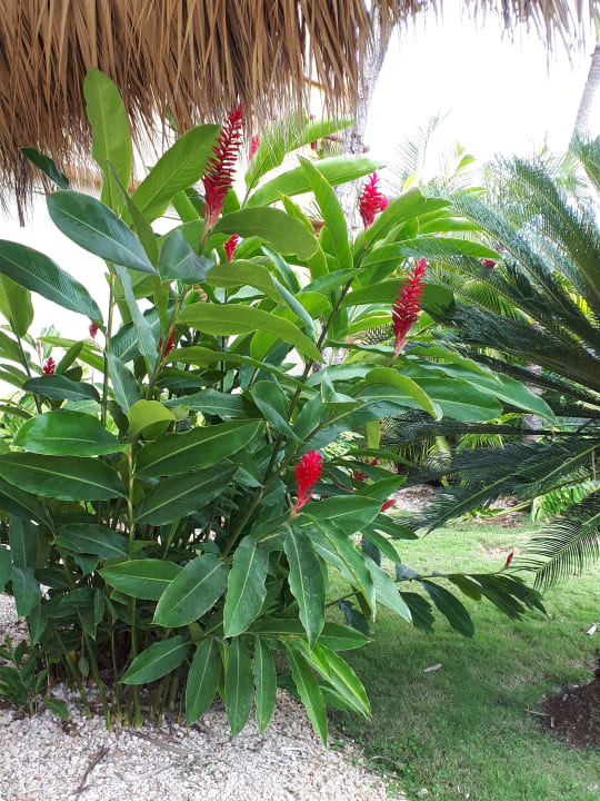 Gartenanlage Hotel Viva Dominicus Palace by Wyndham-All Inclusive Resort