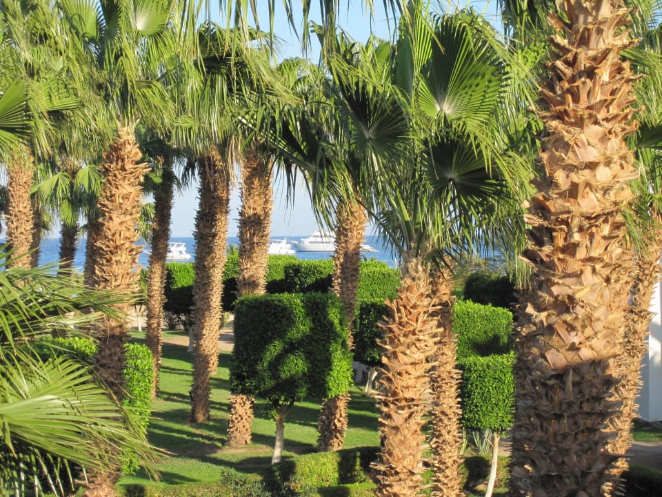 Blick vom Balkon Lotus Bay Beach Resort