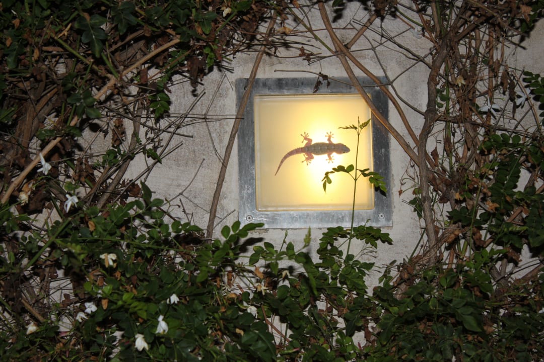 Eidechse an der Wärme Vivosa Apulia Resort