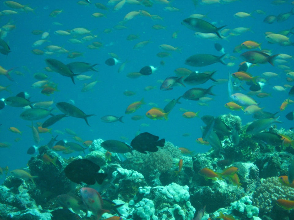 Underwater Royal Zanzibar Beach Resort
