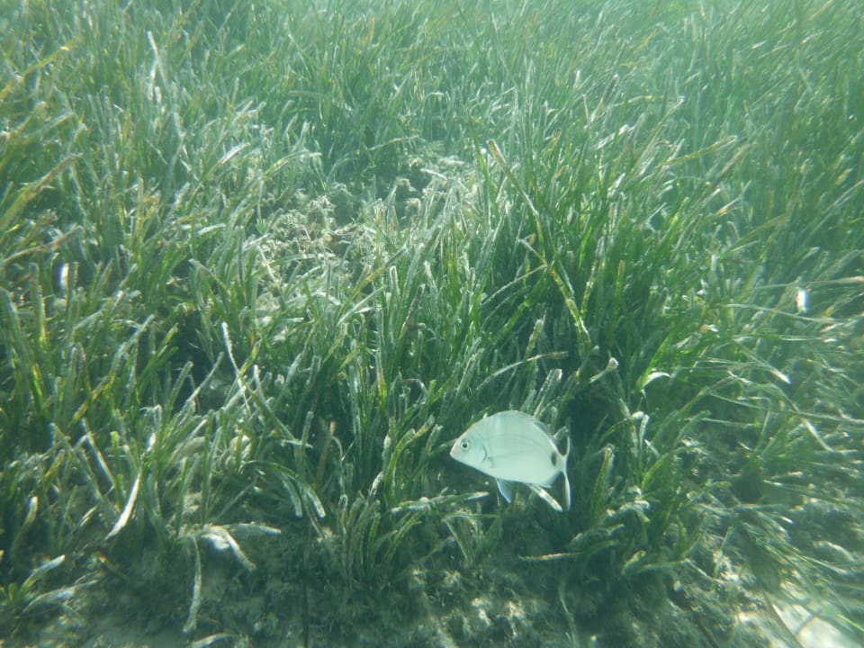 80cm unter Wasser am Strand Capo Di Corfu  (Im Umbau/Renovierung)