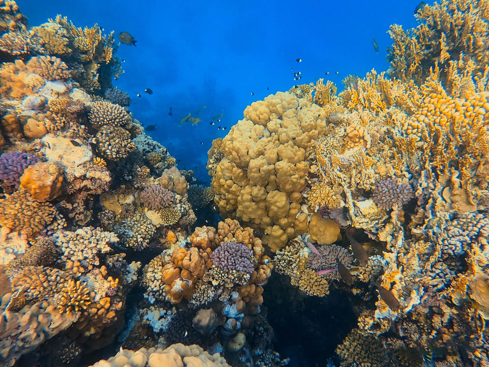 Strand Steigenberger Coraya Beach - Adults only