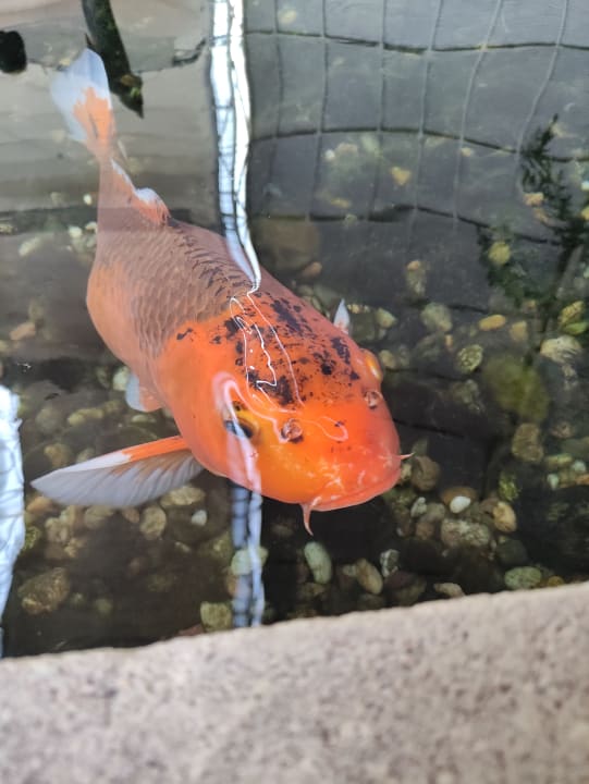 Sonstiges Tropical Islands Resort