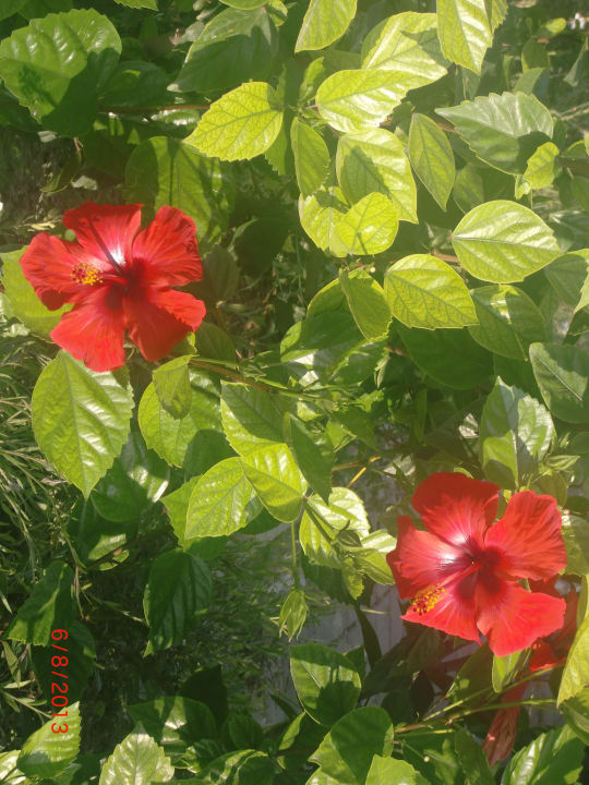 VON Club Golden Beach VONRESORT Golden Beach