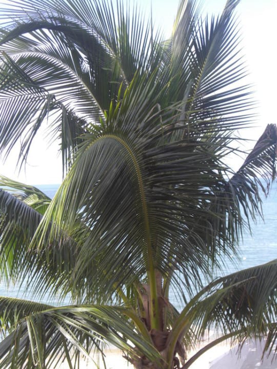 Palmen, Palmen, Palmen Anantara Bophut Koh Samui Resort