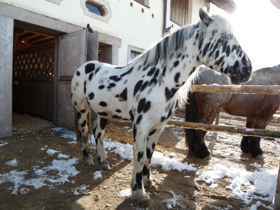 Gut Aiderbichl Amber Hotel Bavaria