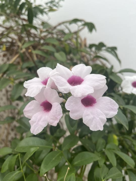 Gartenanlage Marina Playa Suite Hotel